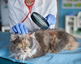 Лишай у кошек и котов – симптомы и лечение